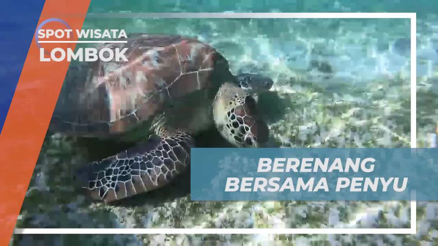 Momen Spesial Berenang Bersama Penyu di Gili Trawangan Lombok