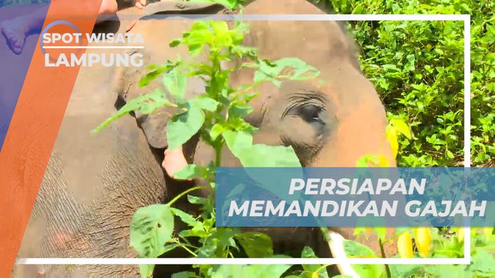 Persiapan Sebelum Basah-basahan Mandi Bereng Gajah, Lampung