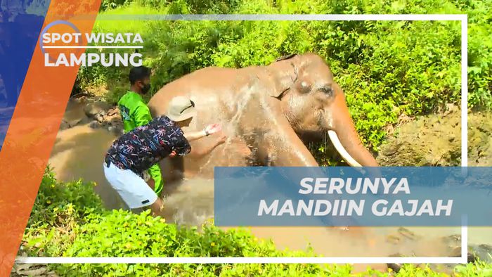Pengalaman Seru, Bermain Air Sambil Memandikan Gajah di Sungai, Lampung