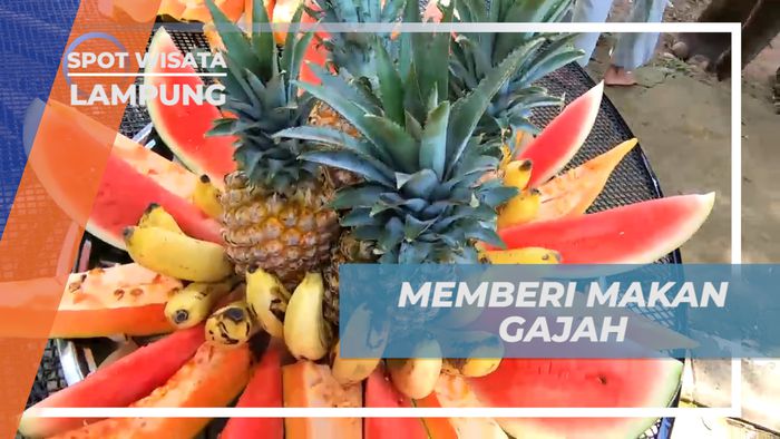 Memberi Makan Gajah Dengan Menu Buah-buahan Segar, Lampung