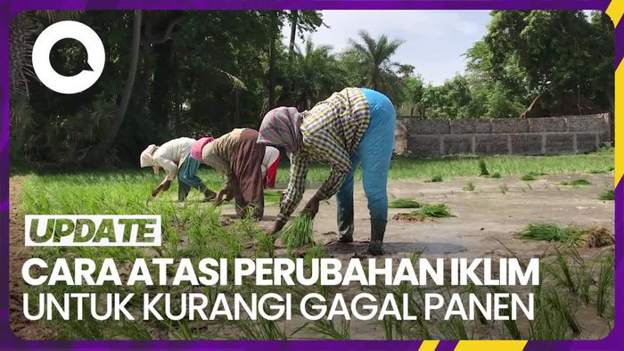 Krisis Iklim Disebut Penyebab Harga Beras Naik, Ini Kata Greenpeace Indonesia