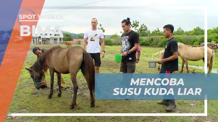 Mencicipi Cita Rasa Khas Susu Kuda Liar, Bima