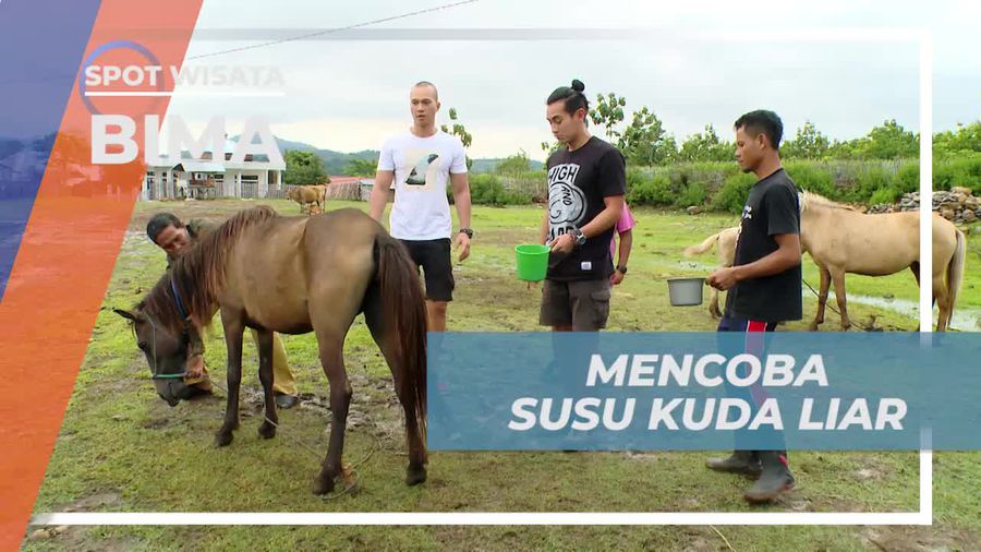 Mencicipi Cita Rasa Khas Susu Kuda Liar, Bima
