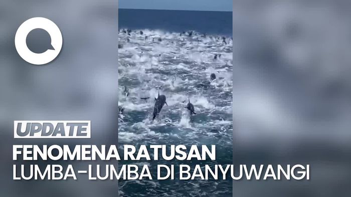 Penampakan Ratusan Lumba-lumba di Perairan Banyuwangi