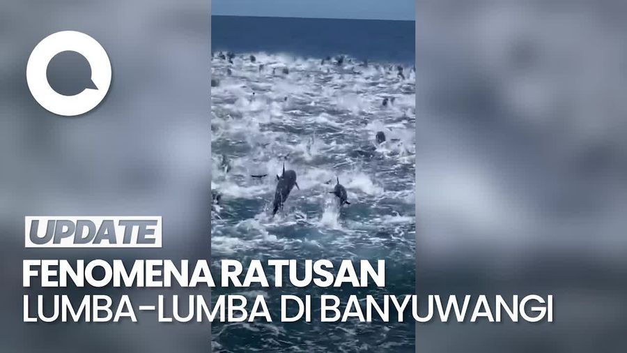 Penampakan Ratusan Lumba-lumba di Perairan Banyuwangi