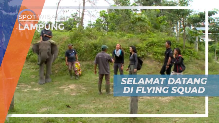 Mendapat Sambutan Hangat dari Gajah di Taman Nasional Tesso Nilo, Riau