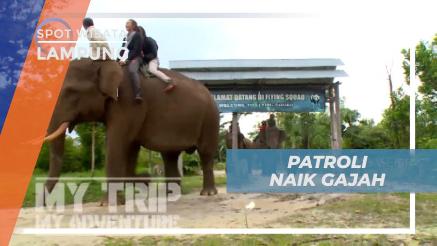 Sensasi Ikut Patroli Keliling Taman Nasional Tesso Nilo Naik Gajah, Riau