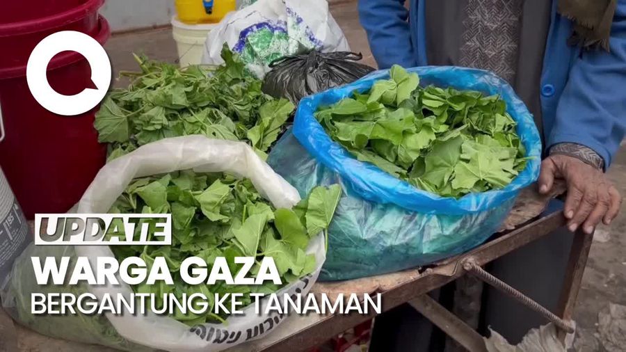 Pilu Warga di Gaza, Tanaman Obat Kini Jadi Makanan Sehari-hari