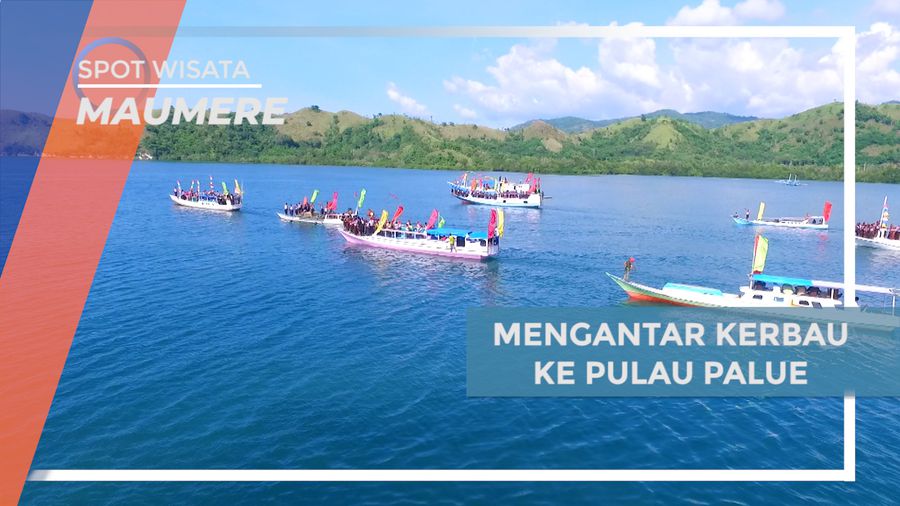 Meriahnya Iring-iringan Perahu Mengarak Kerbau ke Pulau Palue, Flores