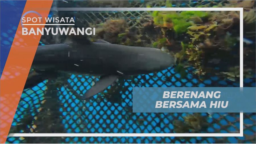 Sensasi Seru Berenang Bareng Hiu di Pantai Bangsring, Banyuwangi