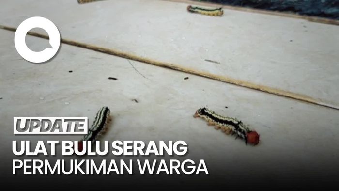 Penampakan Ratusan Ulat Bulu Serang Permukiman Warga di Lampung