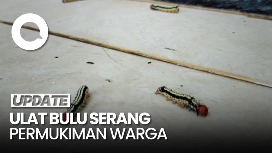 Penampakan Ratusan Ulat Bulu Serang Permukiman Warga di Lampung