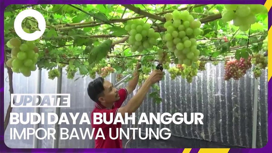 Meraup Cuan Jutaan Rupiah dari Budi Daya Buah Anggur Impor