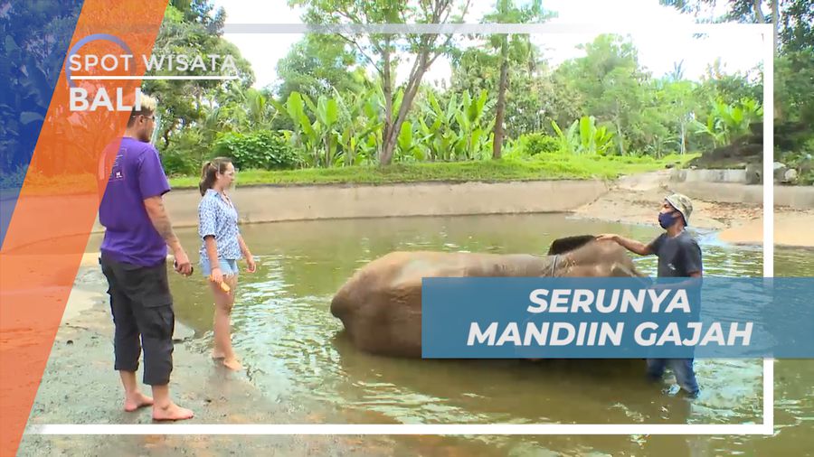 Pengalaman Seru, Memadikan Gajah Jinak Taman Satwa, Bali