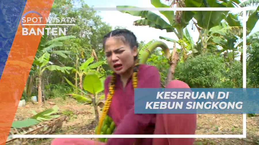 Sensasi Seru, Kumpulkan Tenaga Mencabut Pohon Singkong, Banten