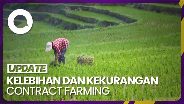 Kelebihan dan Kekurangan Contract Farming Menurut Pengamat Ekonomi