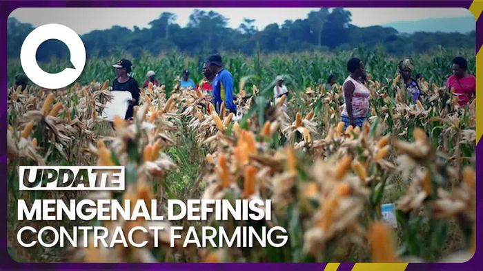 Mengenal Definisi Contract Farming yang Ramai Dibicarakan