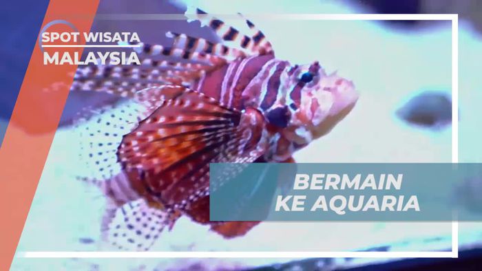 Berkunjung ke Aquaria Malaysia, Melihat Aneka Spesies Ikan Cantik
