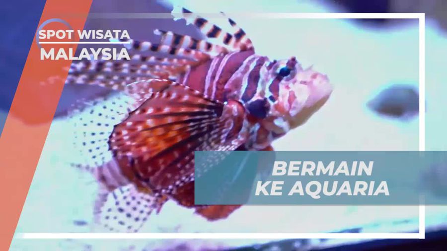 Berkunjung ke Aquaria Malaysia, Melihat Aneka Spesies Ikan Cantik