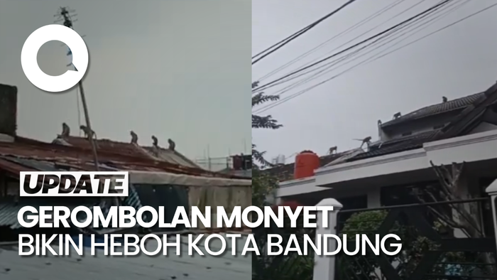 Penampakan Gerombolan Monyet Berkeliaran di Permukiman Kota Bandung