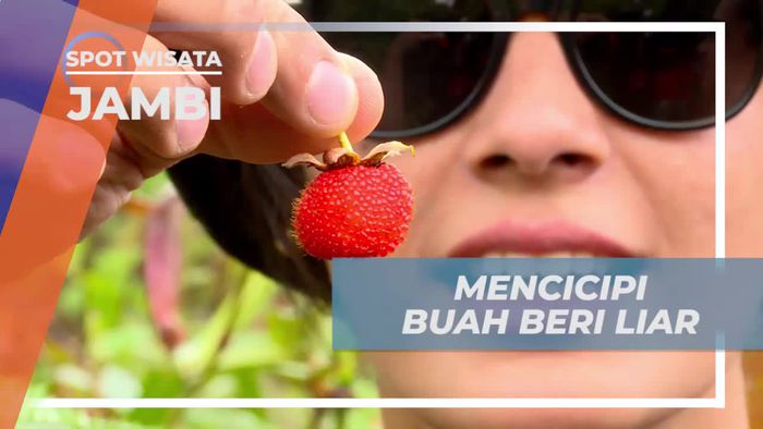 Mencicipi Sensasi Asam Segar Buah Beri Liar di Jambi