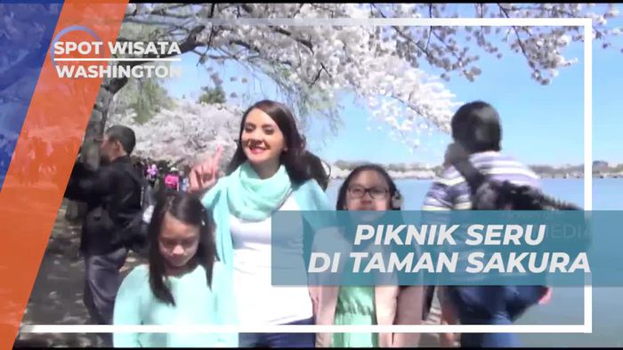 Piknik Seru di Bawah Pohon Sakura, Washington