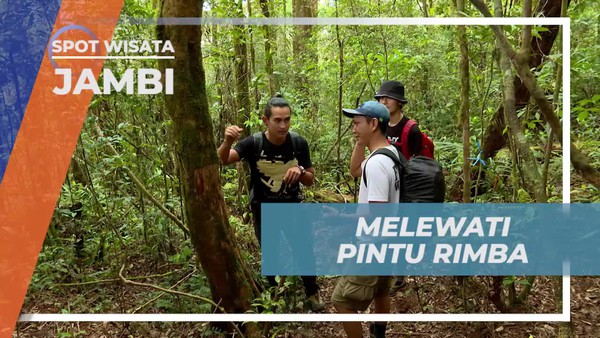 Melewati Pintu Rimba, Hamparan Pohon Rindang di Hutan Jambi
