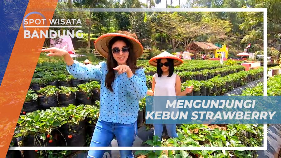 Mengisi Liburan, Dengan Aktivitas Seru di Kebun Strawberry, Bandung