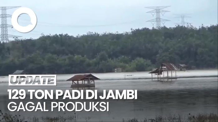 129 Ton Padi di Jambi Gagal Diproduksi Imbas Banjir-Cuaca Ekstrem