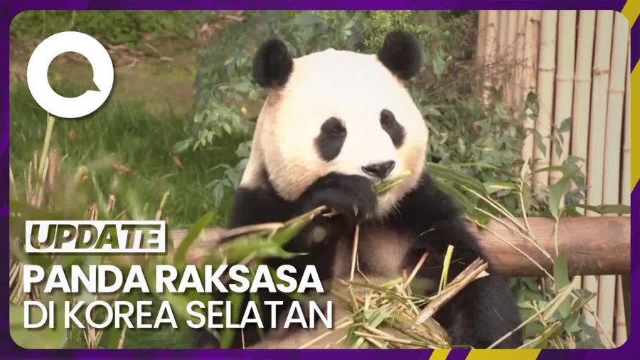Fu Bao, Panda Raksasa di Korsel Bakal Kembali ke Tiongkok