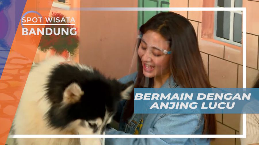 Seru-seruan Bermain Dengan Anjing Lucu Menggemaskan di Taman Satwa, Bandung