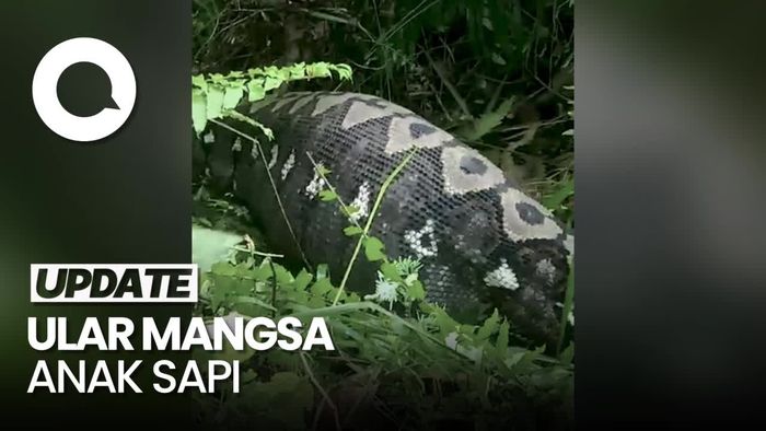 Penampakan Ular Piton Mangsa Sapi di Polman, Langsung Ditebas Warga