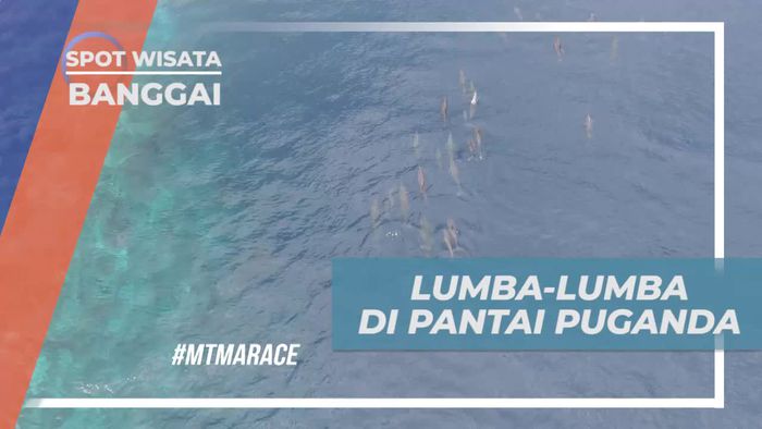 Momen Spesial Dihampiri Lumba-lumba di Pantai Puganda Banggai 
