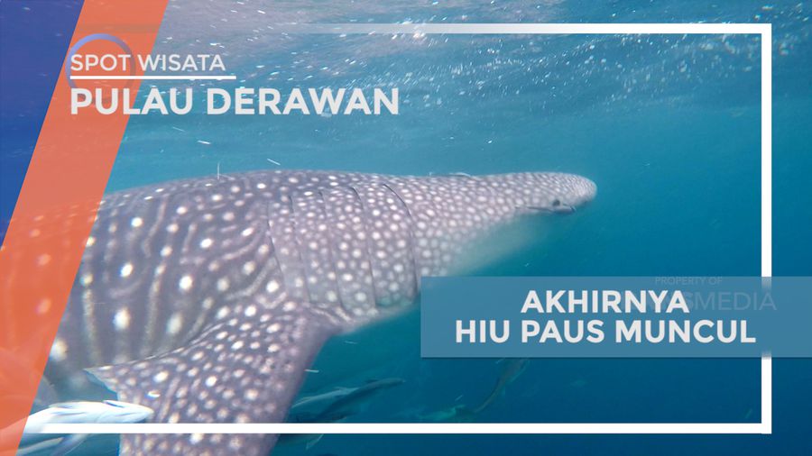 Pengalaman Menakjubkan Bertemu Hiu Paus di Lautan Kepulauan Derawan, Kalimantan Timur