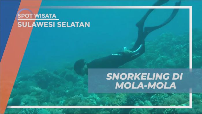 Mengintip Pesona Keindahan Bawah Laut di Spot Snorkeling Mola-Mola, Sulawesi Selatan