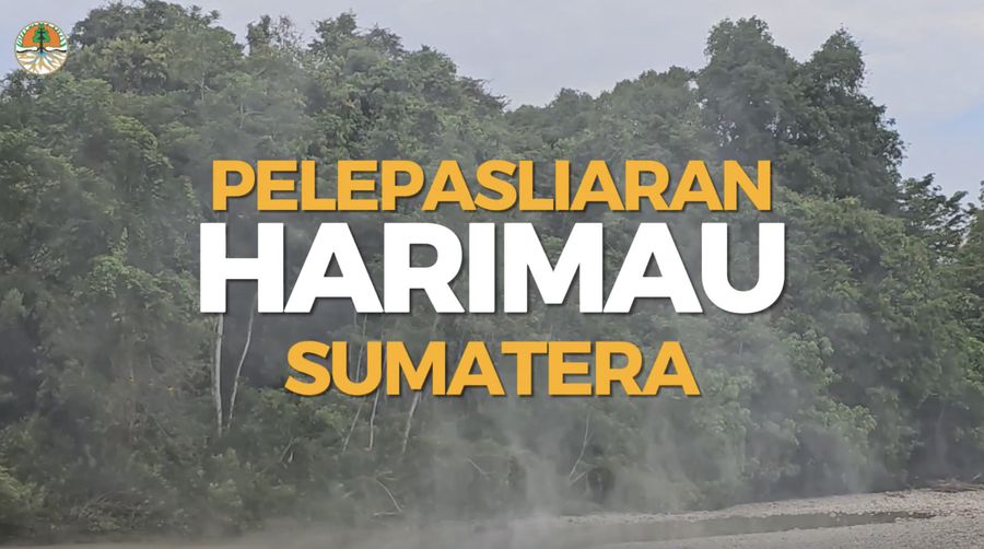 Ambar Goldsmith dan Beru Situtung Kembali ke Habitat Alaminya di Taman Nasional Gunung Leuser