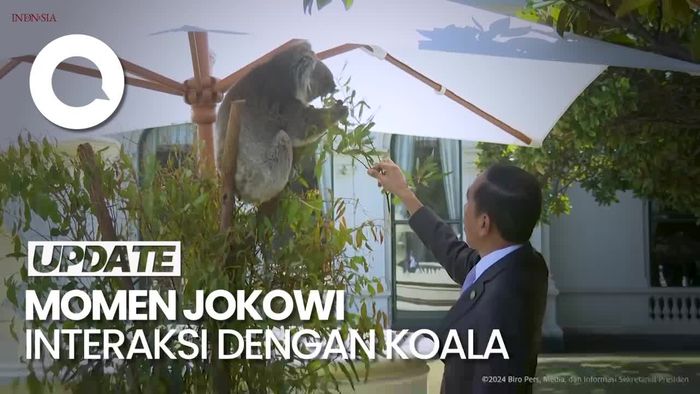 Momen Jokowi Beri Makan Koala di Sela Makan Siang KTT ASEAN-Australia