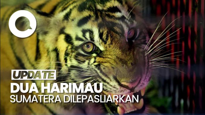 Momen KLHK Lepasliarkan 2 Harimau Sumatera di TN Gunung Leuser