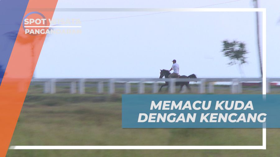 Sensasi Seru Memacu kuda Dengan Kencang di Lintasan Balap, Pangandaran