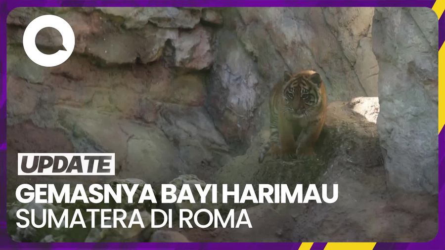 Kebun Binatang di Roma Perkenalkan Bayi Harimau Sumatera