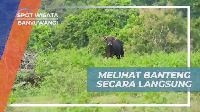 Melihat Dari Dekat Banteng di Sadengan, Banyuwangi 