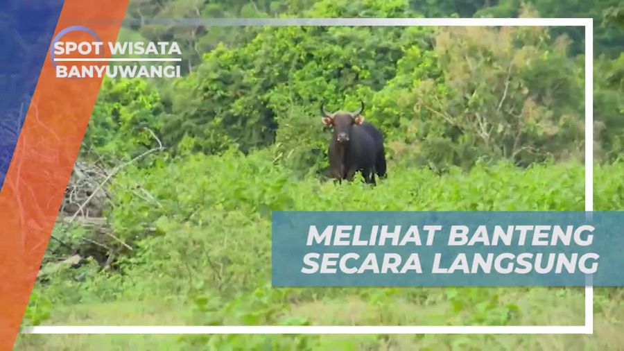 Melihat Dari Dekat Banteng di Sadengan, Banyuwangi 
