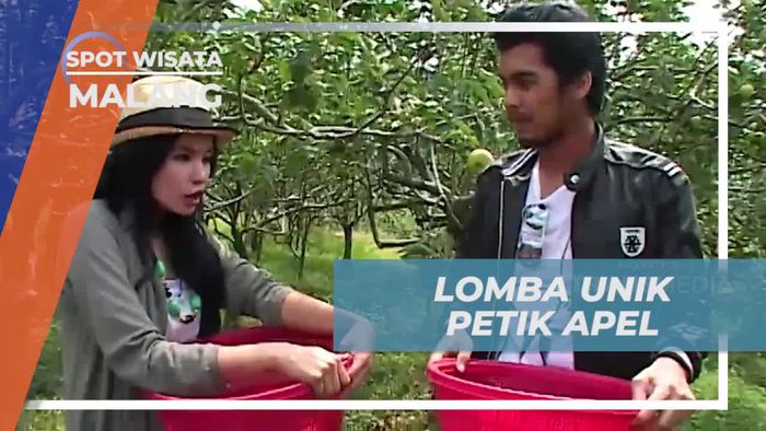 Tantangan Seru Lomba Petik Apel di Kota Malang