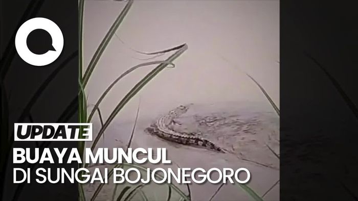 Penampakan Buaya di Sungai Bojonegoro, Tak Jauh dari Kandang Kambing