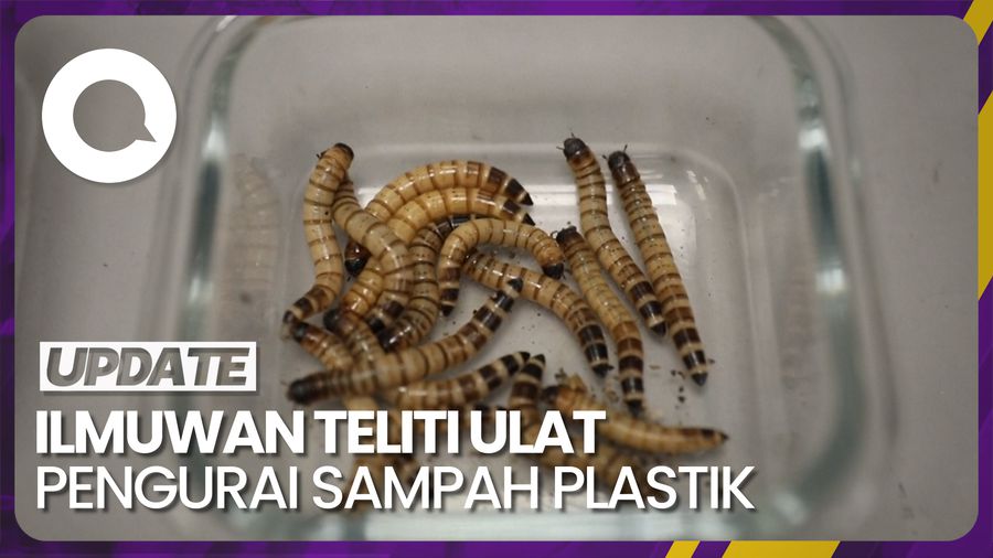Ilmuwan Singapura Teliti Ulat Pengurai Sampah Plastik