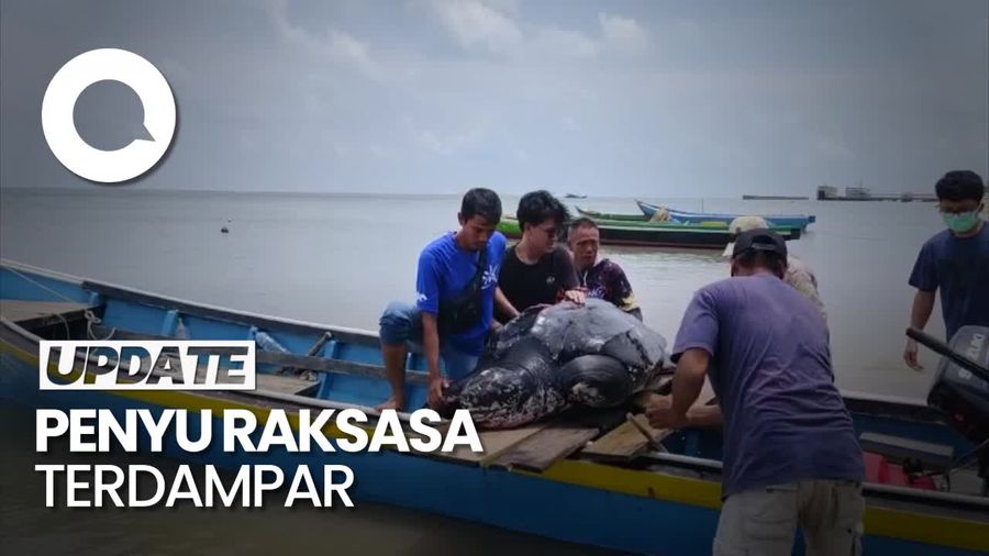 Penyu Raksasa Terdampar di Pesisir Pantai Bangka Barat, Sirip Kiri Putus