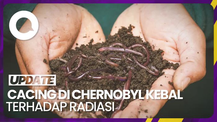 Ilmuwan Temukan Cacing Berkekuatan Super di Chernobyl