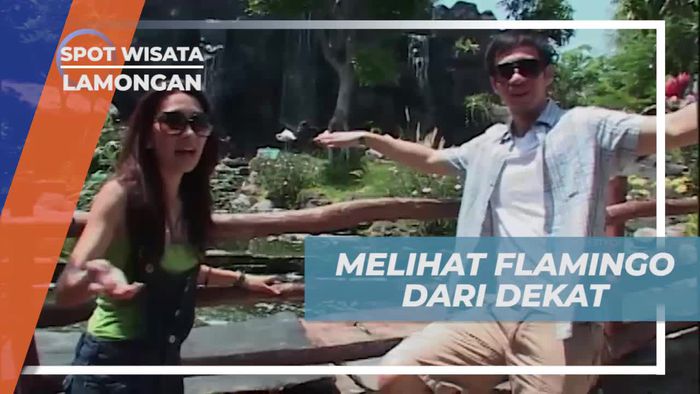 Melihat Dari Dekat Flamingo, Burung Berkaki Panjang yang Hidup Berkelompok, Lamongan