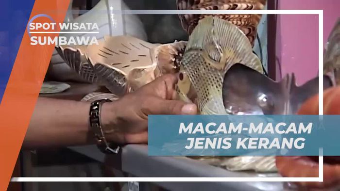 Mengenal Aneka Jenis Kerang di Rumah Kerajinan Sumbawa