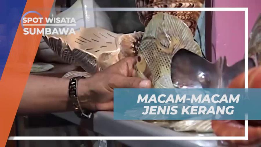 Mengenal Aneka Jenis Kerang di Rumah Kerajinan Sumbawa